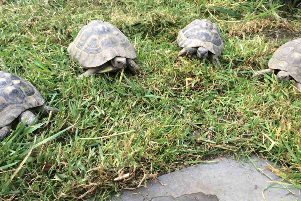 Chovná skupina želv Testudo hermanni na zahradě
