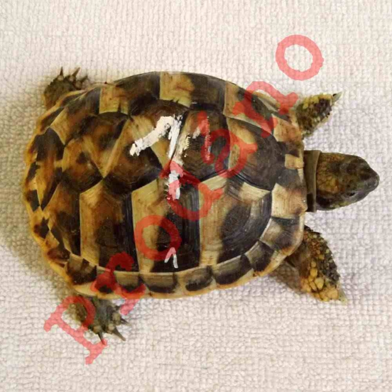 První z patnácti