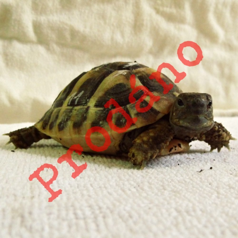 Jedenáctá z patnácti