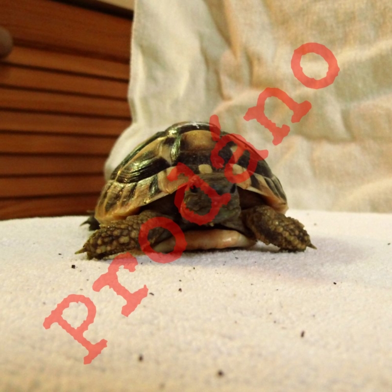 Čtrnáctá z patnácti