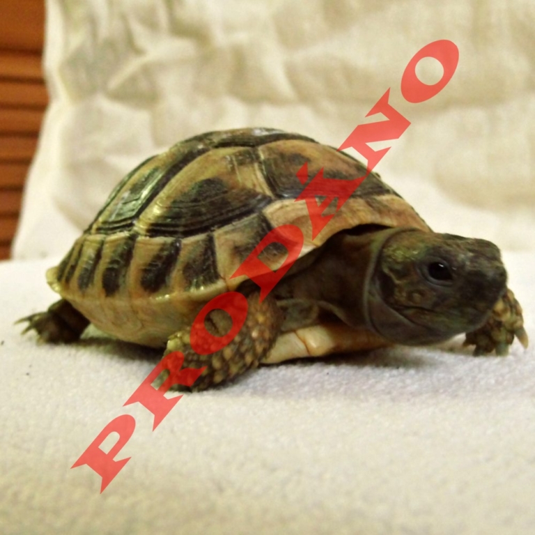 Devátá z patnácti