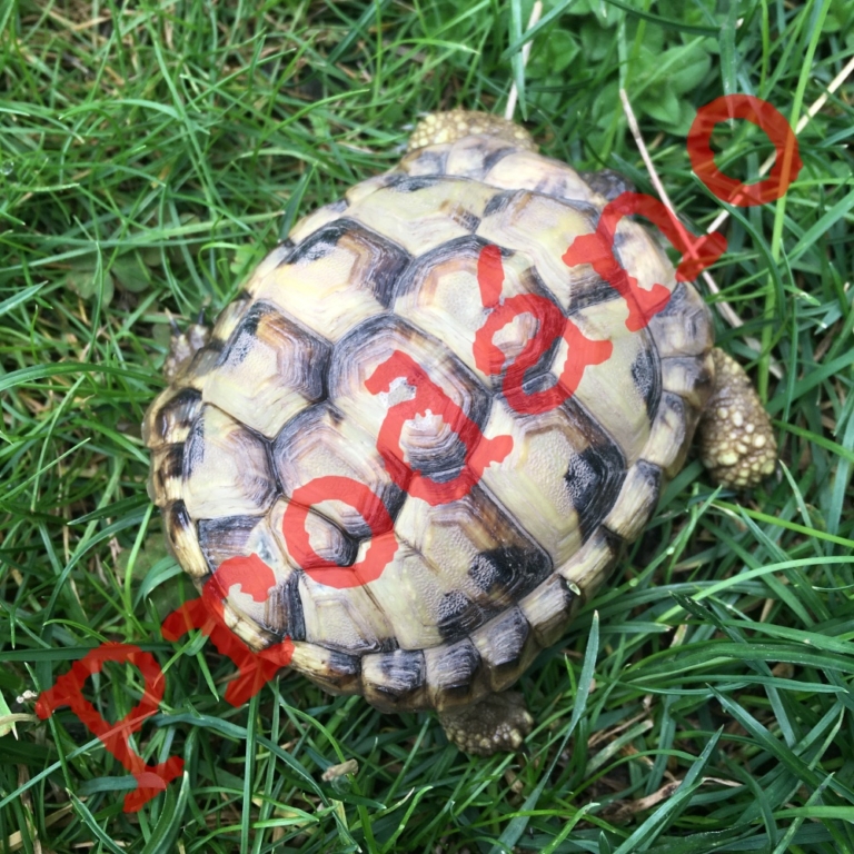 Třetí ze tří