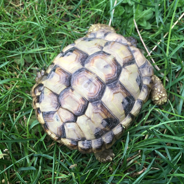 Želvy 2019 umístěny
